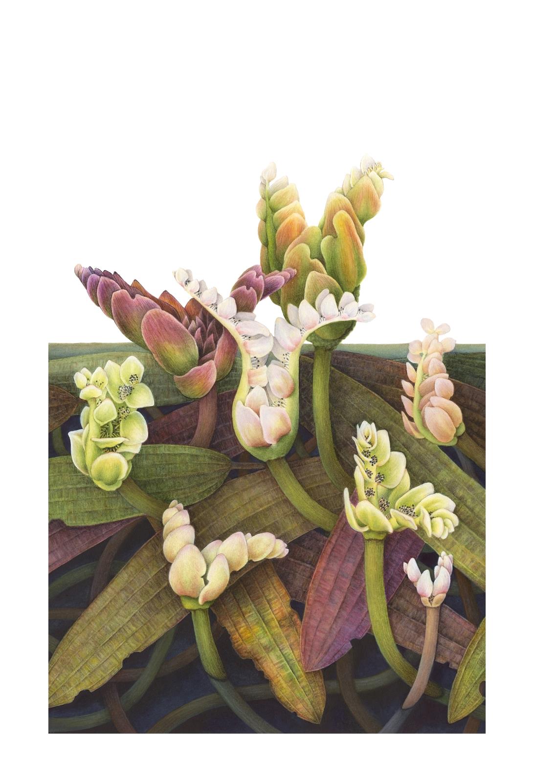 Aponogeton distachyos - waterblommetjie